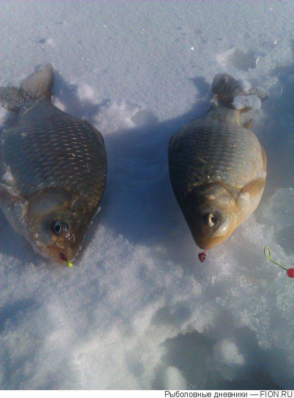 Мормышки для зимней рыбалки на карася