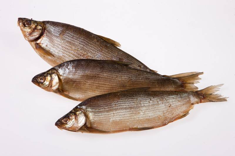Рыба сырок (пелядь): фото и описание, где водится, образ жизни, описторхозная или нет