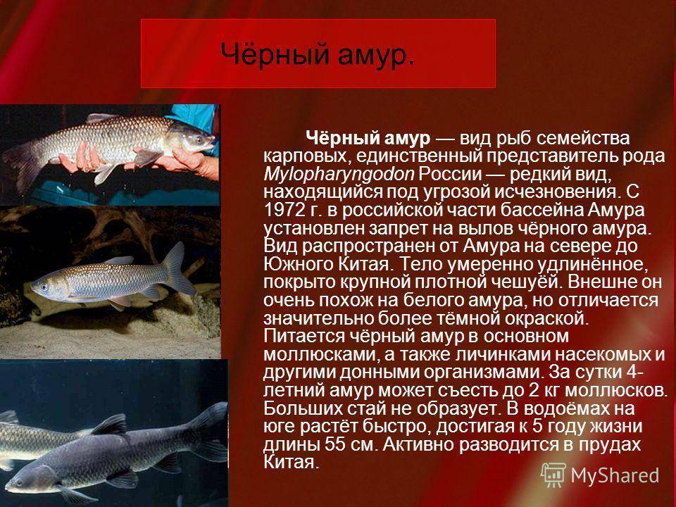 Шемая рыба - фото описание, чем питается, где водится, ловля