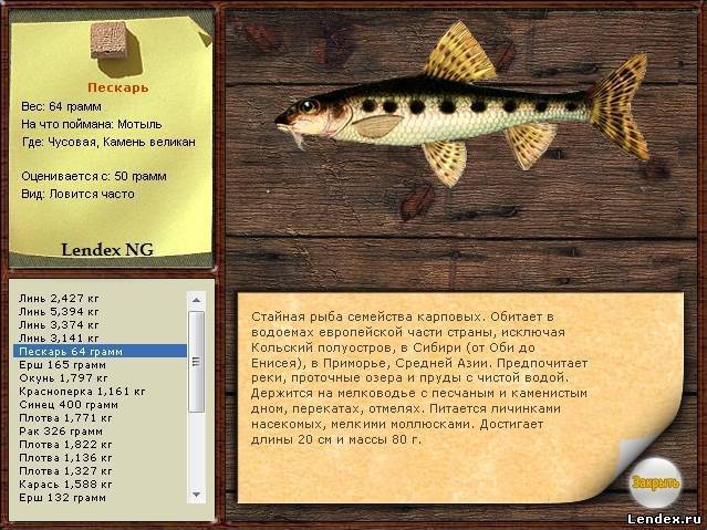 Ловля пескаря зимой — снасти, тактика, особенности