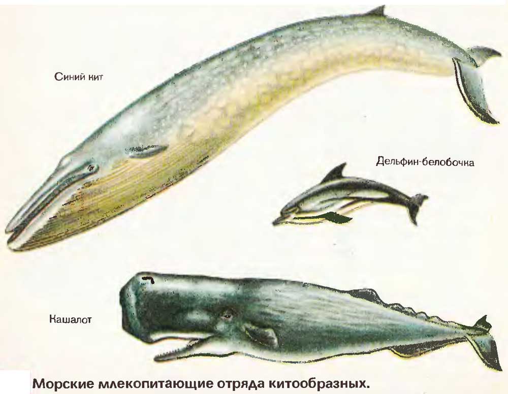Млекопитающие рыбы список. Отряд китообразные Кашалот. Отряды млекопитающих китообразные. Китообразные млекопитающие представители. Кит и Кашалот отличия.