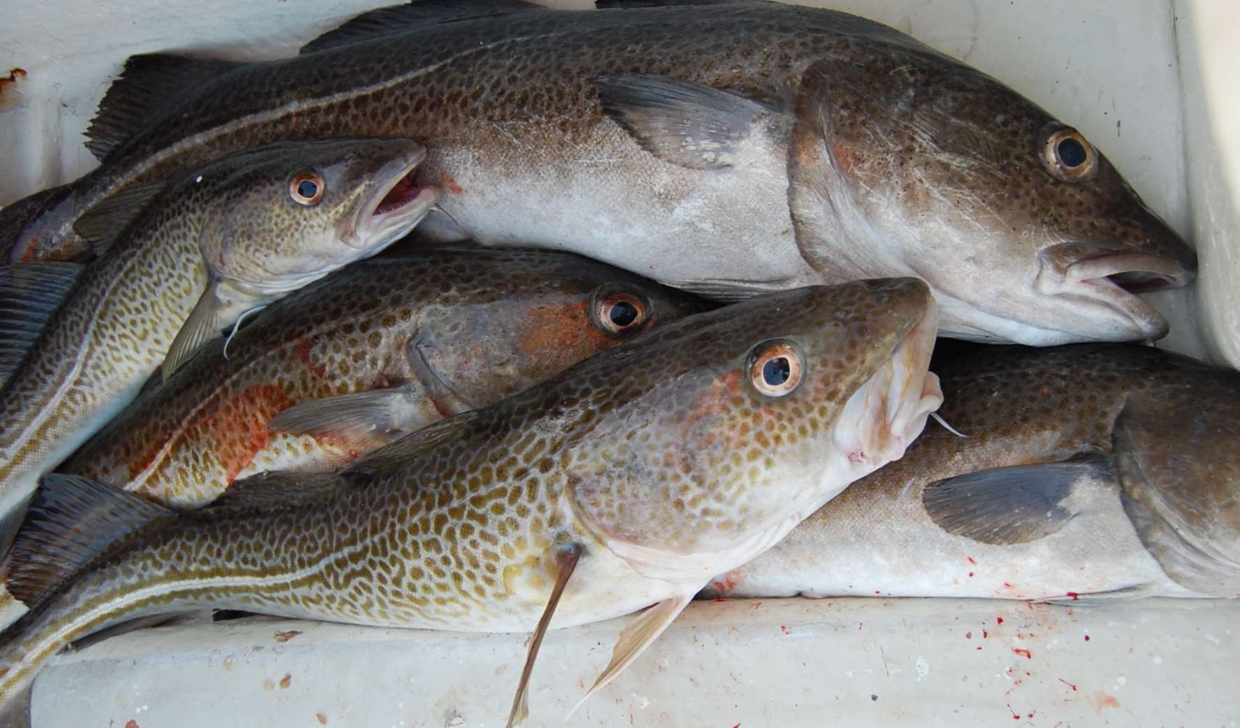 Рыба семейства тресковых - список представителей и видов, названия и фото