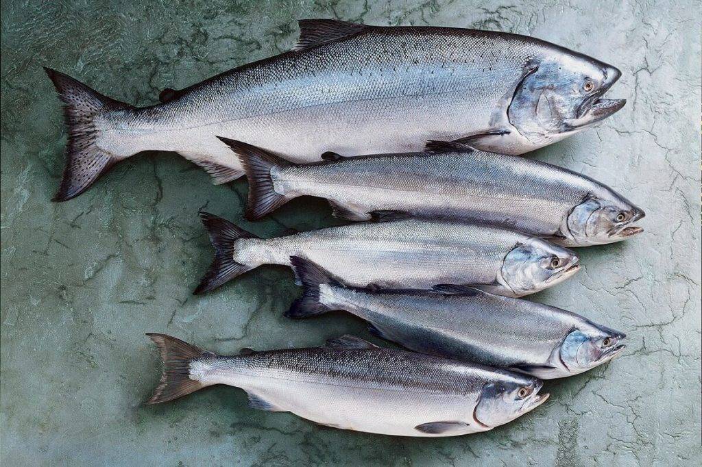 Макрурус польза и вред — как приготовить, описание рыбы и применение в рационе питания (130 фото + видео)