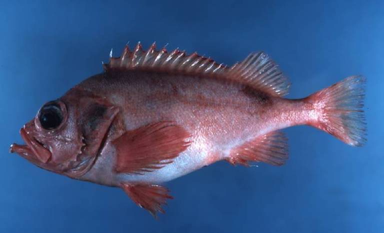 Окунь рыба: как выглядит, где водится, когда жор и нерест речного окуня