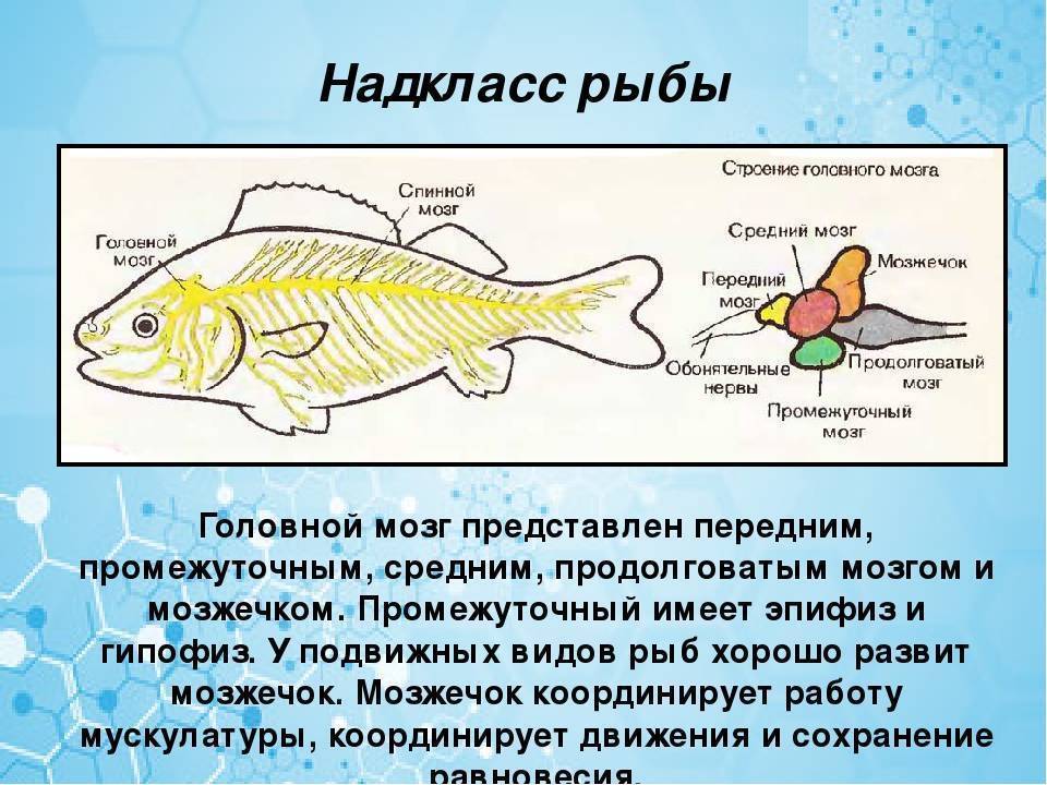 ✅ правда что у рыб память 3 секунды. память рыбы – три секунды или больше - zevs-studio.ru