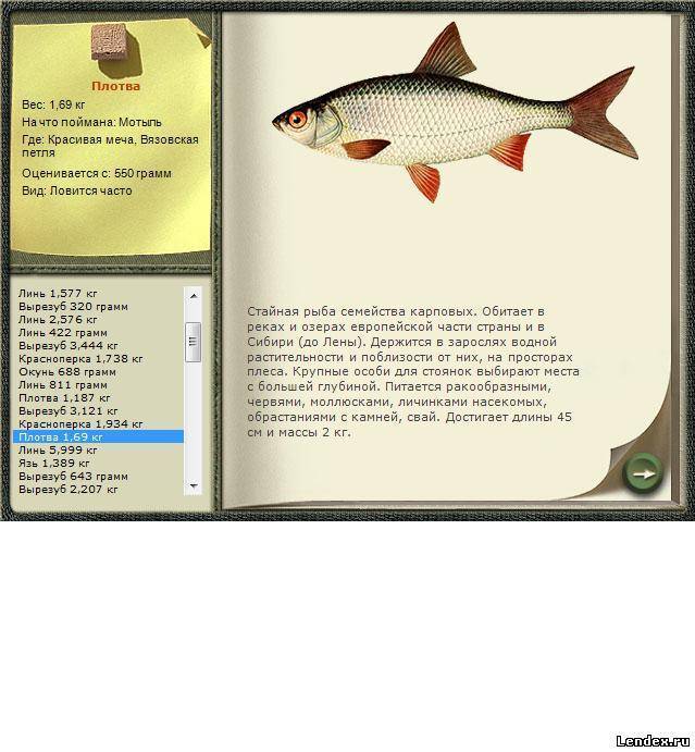 Палия — рыба вкусная. описание, советы по приготовлению