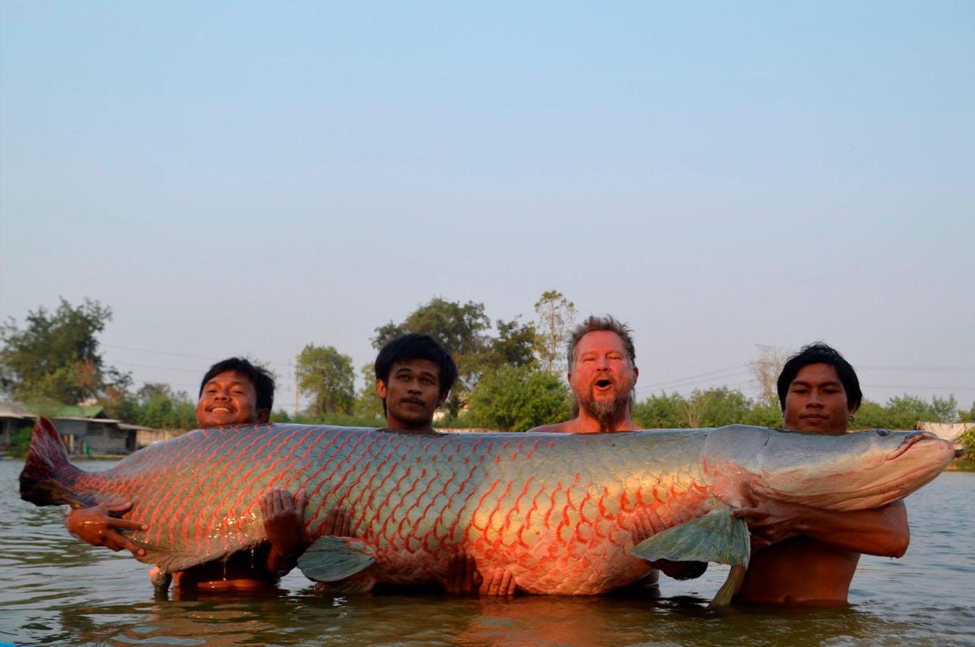 Арапайма (пираруку) - фото и описание рыбы, характеристики, размеры, как выглядит самая большая рыба амазонки