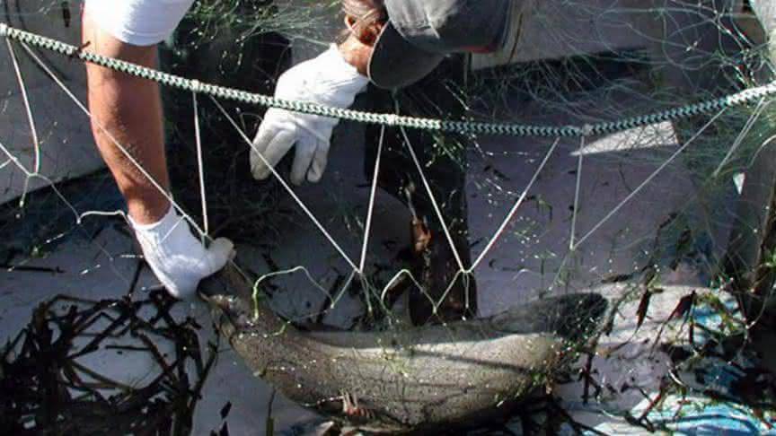 Перестала ловить сеть. Ловля сетями. Рыбалка на сеть сплавом. Девушка в рыболовной сети.