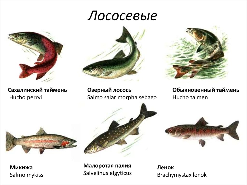 Красная рыба: виды, список названий, особенности, ареал обитания
