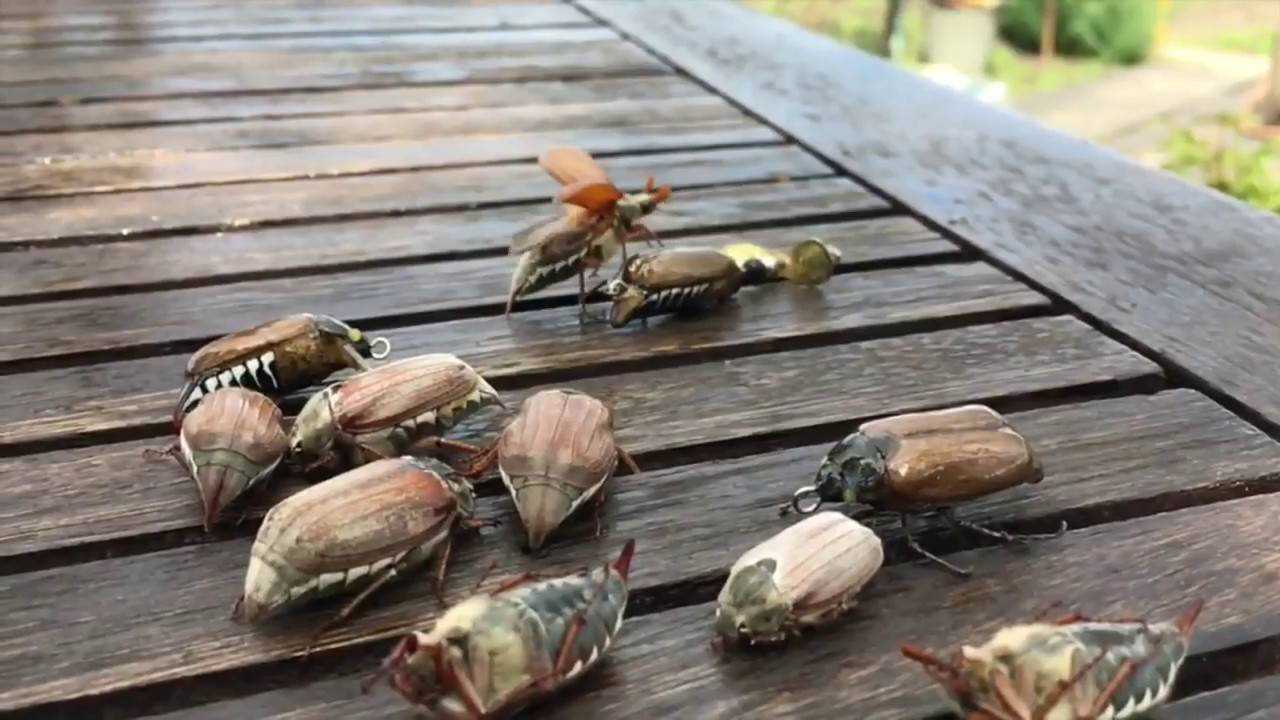Майский жук