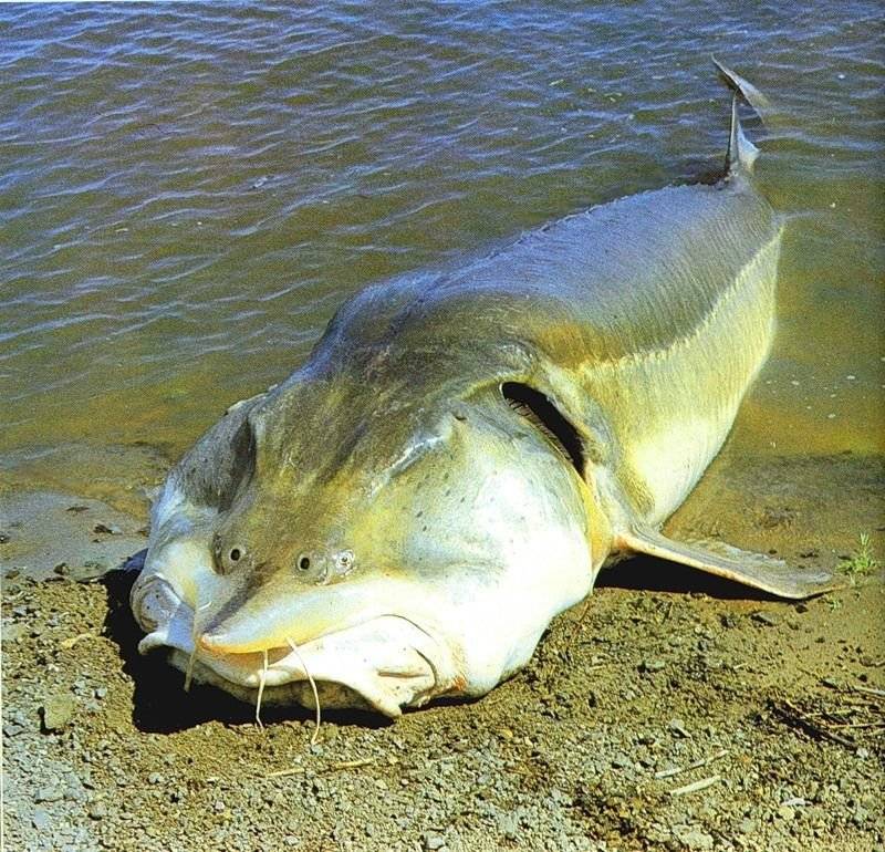 Калуга (рыба): описание, фото