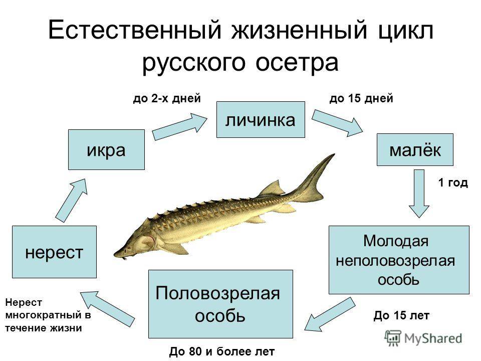 Тип развития щуки. Цикл развития рыбы схема. Цикл развития севрюги. Жизненный цикл рыбы 7 класс. Жизненный цикл осетра.