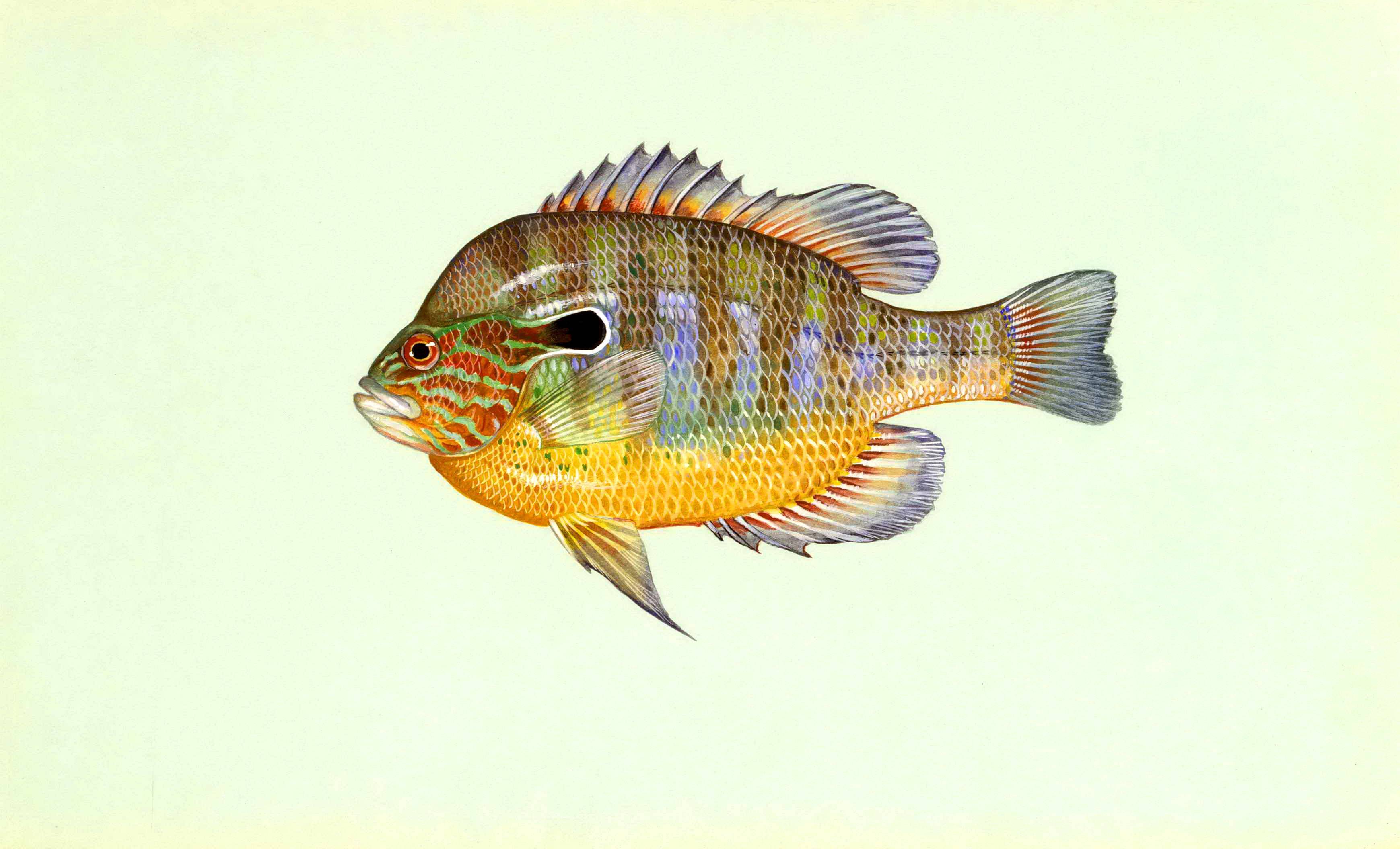 Рыбы красного моря. названия, описания и особенности рыб красного моря