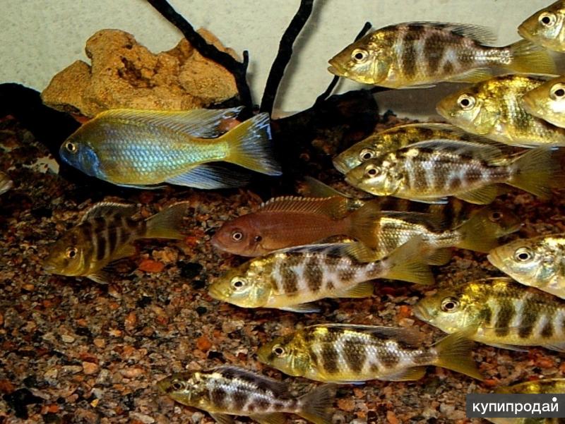 Золотой леопард (цихлида малави): содержание в аквариуме
золотой леопард (цихлида малави): содержание в аквариуме