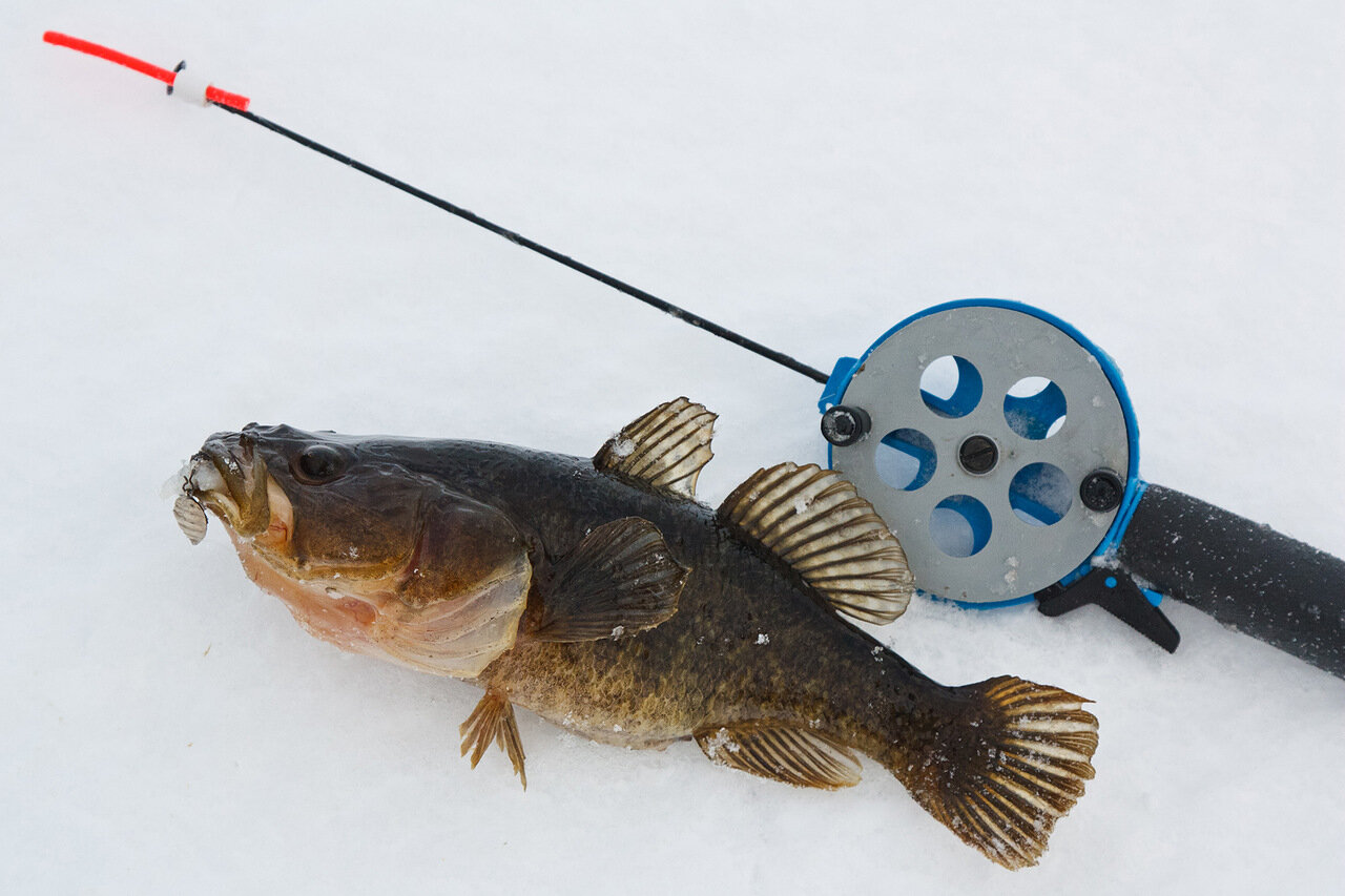 Рыба ротан - фото, ловля зимой, по первому льду, на что ловить