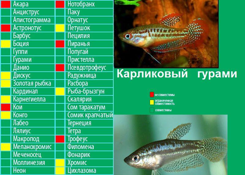 Гурами пятнистый – содержание, разведение, совместимость с другими