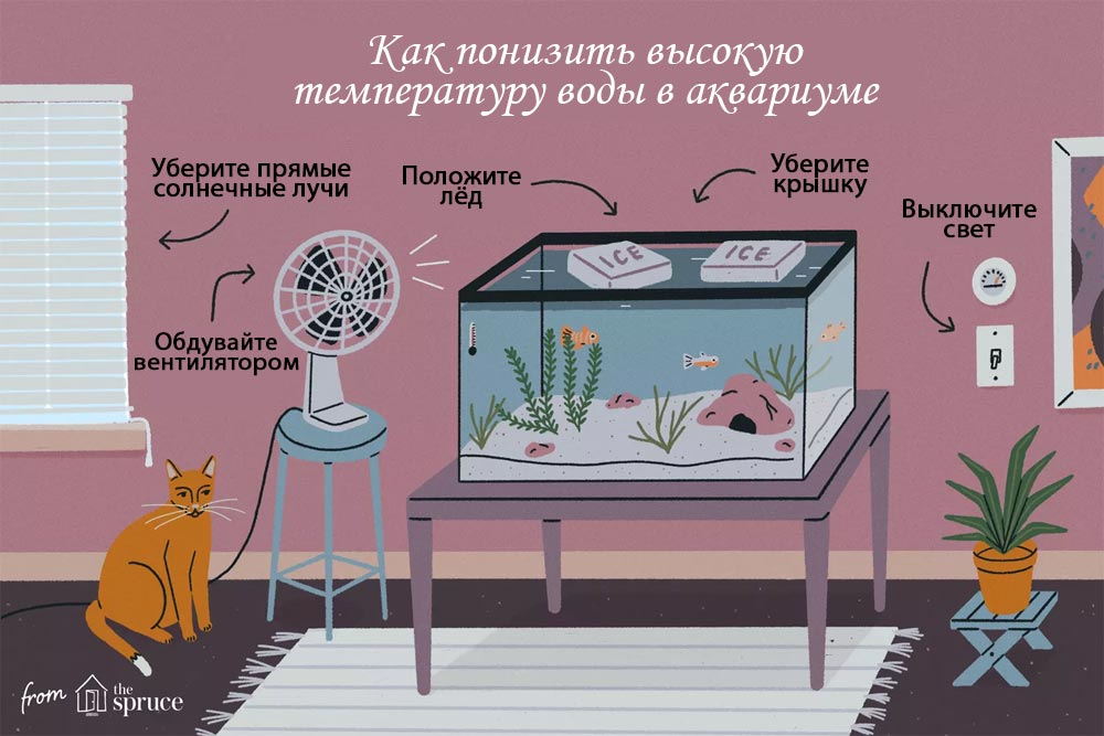 Температура воды в аквариуме для рыбок