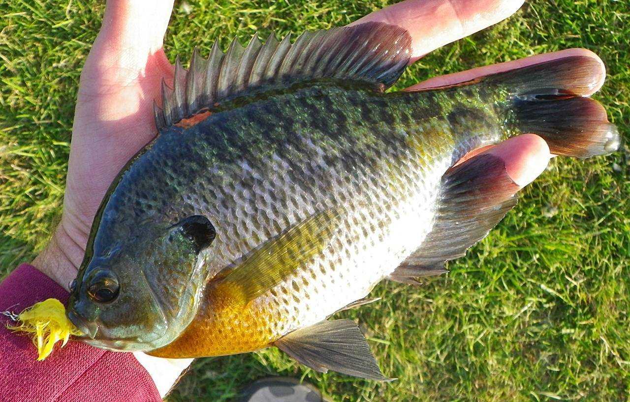 Солнечный окунь lepomis gibbosus (l.): путь из речки в аквариум. калифорнийский солнечный или радужный окунь в природе и аквариуме где водится солнечный окунь
