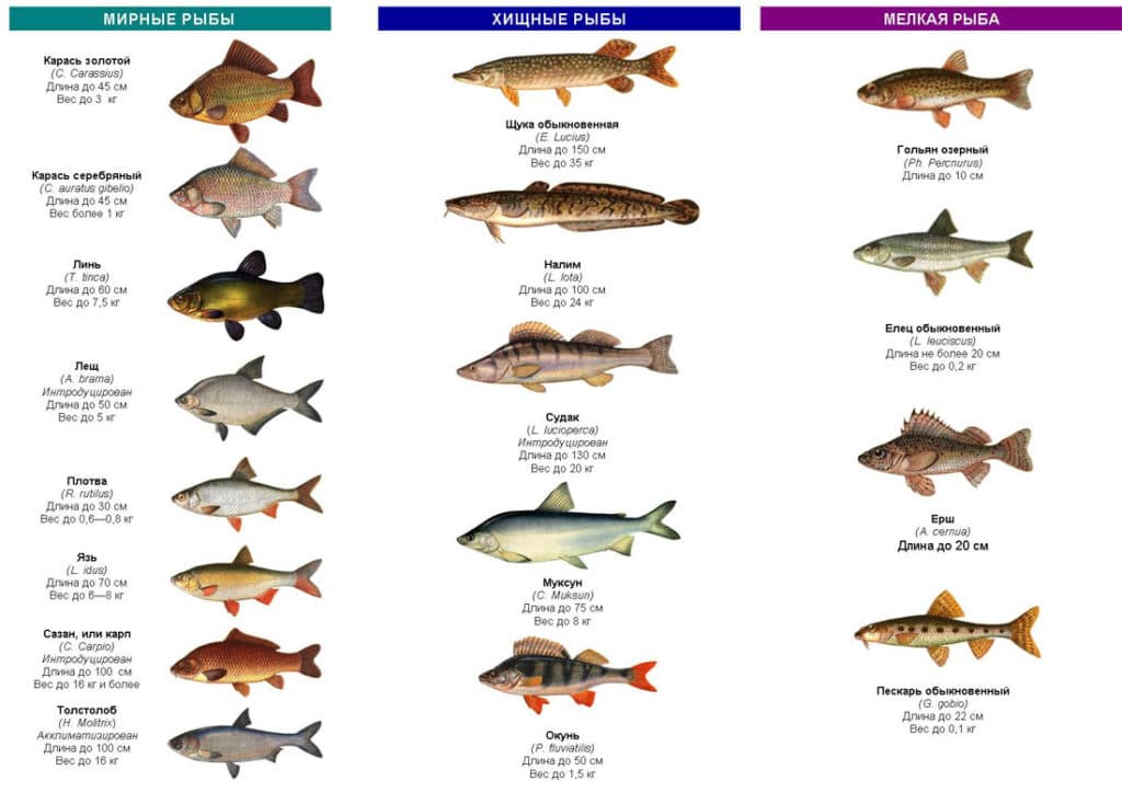 Аквариумные рыбки: названия самых популярных комнатных видов по алфавиту для аквариума, каталог, описание для новичков