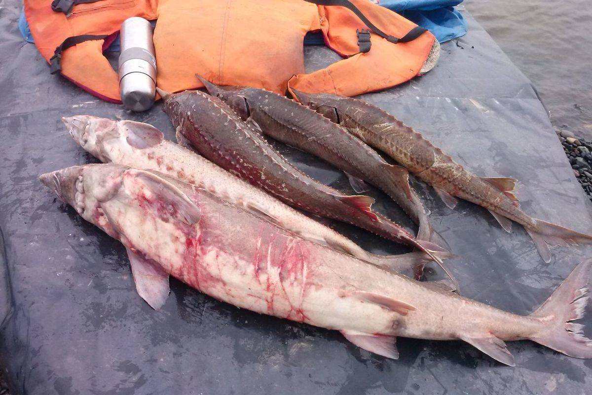 Ловля осетровых: законность вылова ценных рыб и организация платной рыбалки