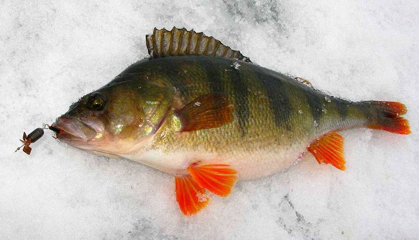 Зимняя рыбалка на окуня: способы ловли и необходимые приманки