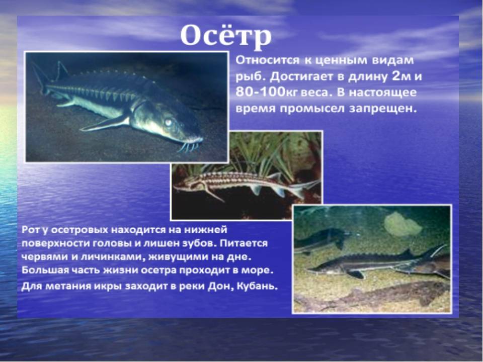 ᐉ семейство осетровых видов рыб: список самых популярных осетров, описание и фото - zoovet24.ru