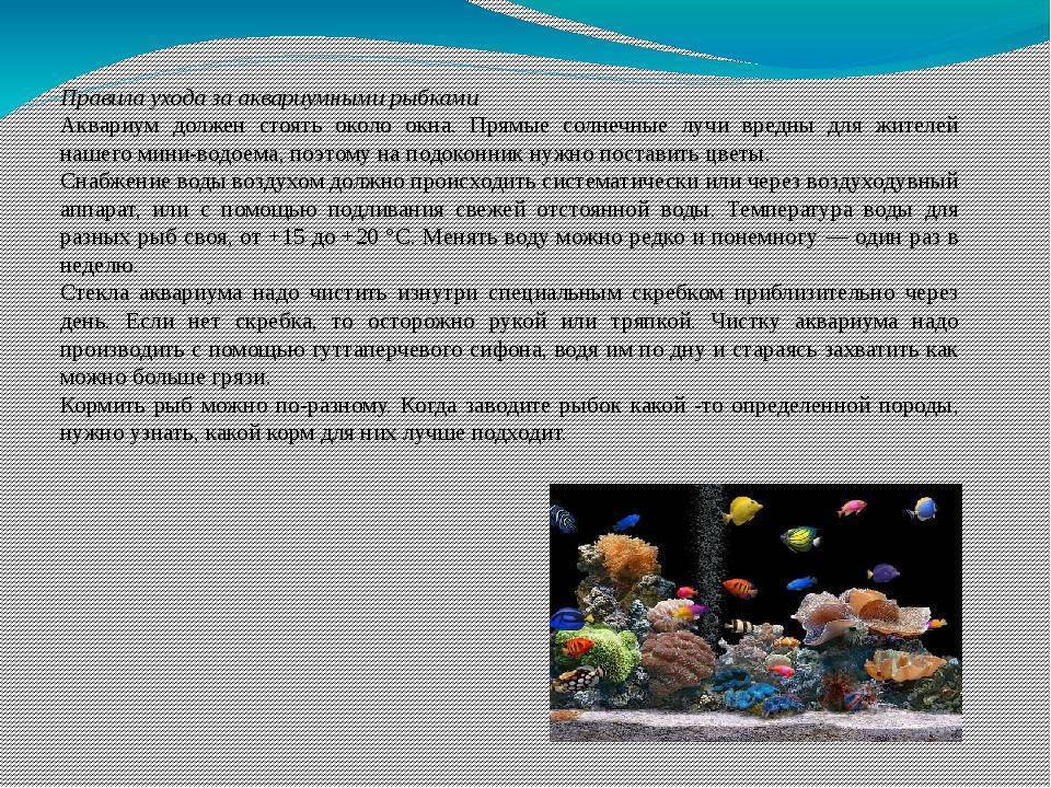 Исследование аквариумных рыбок какая наука