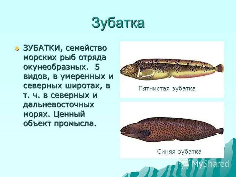 Зубатка - особенности этой рыбы и правила ее приготовления