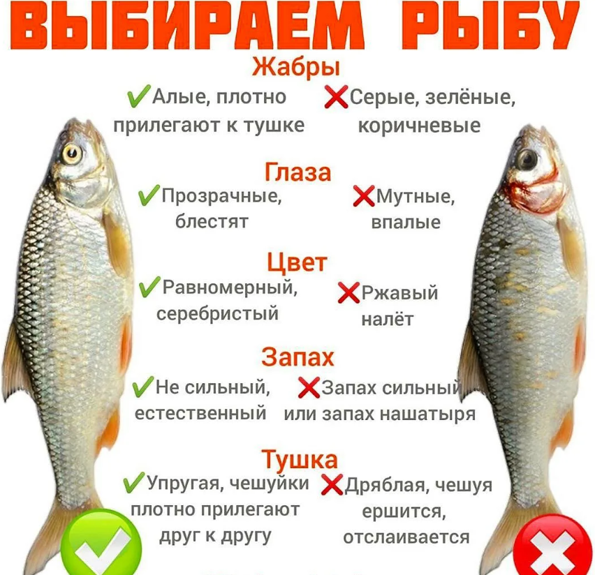 Признаки свежести. Как выбрать свежую рыбу. Как отличить свежую рыбу. Как правильно выбрать свежую рыбу. Как определить свежесть рыбы.
