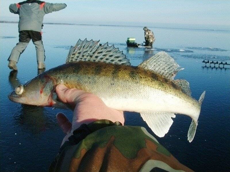 Ловля судака зимой в феврале: как ловить на течении, снасти для рыбалки