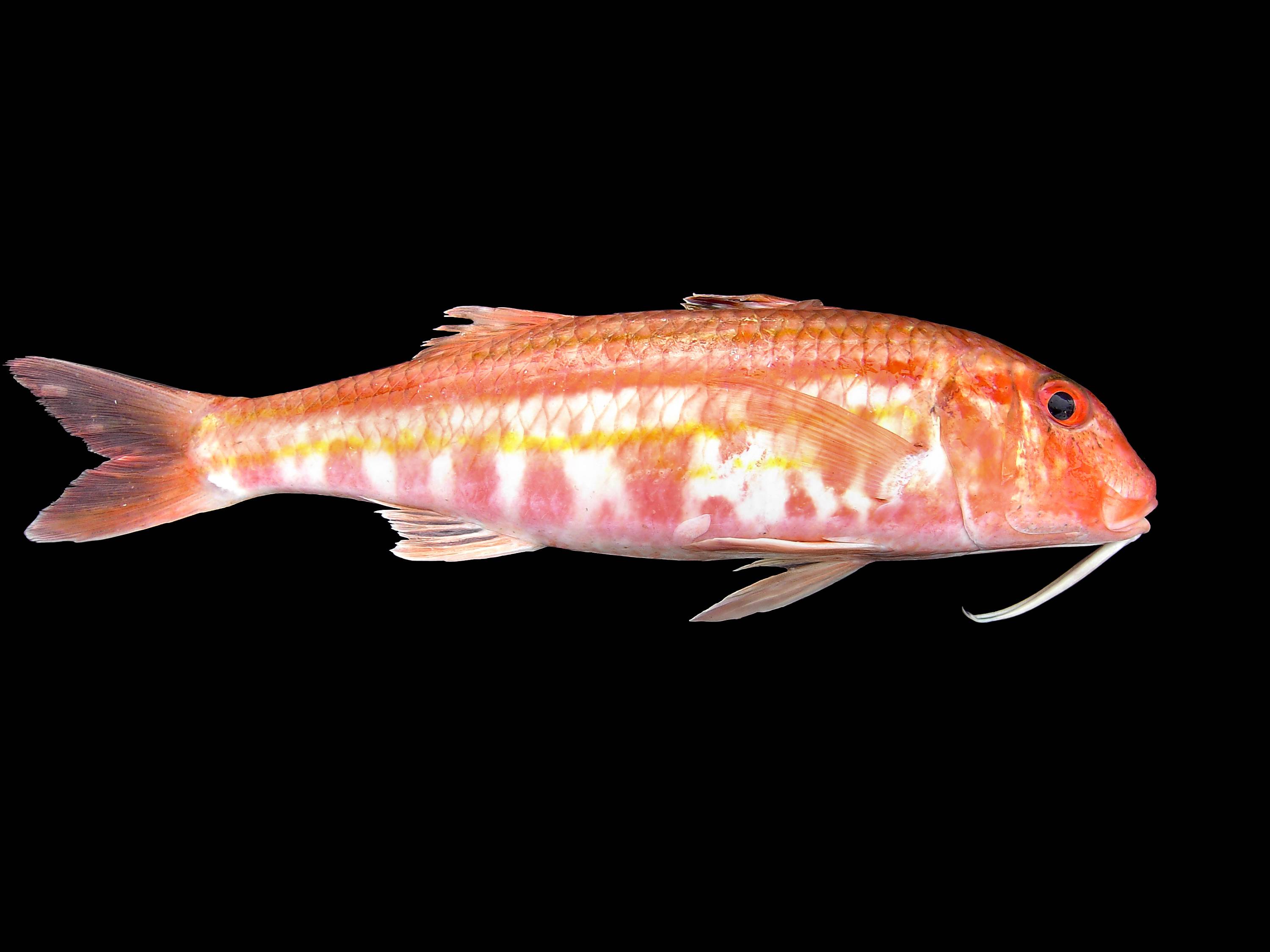 Барабулька — морская рыба, описание и фото