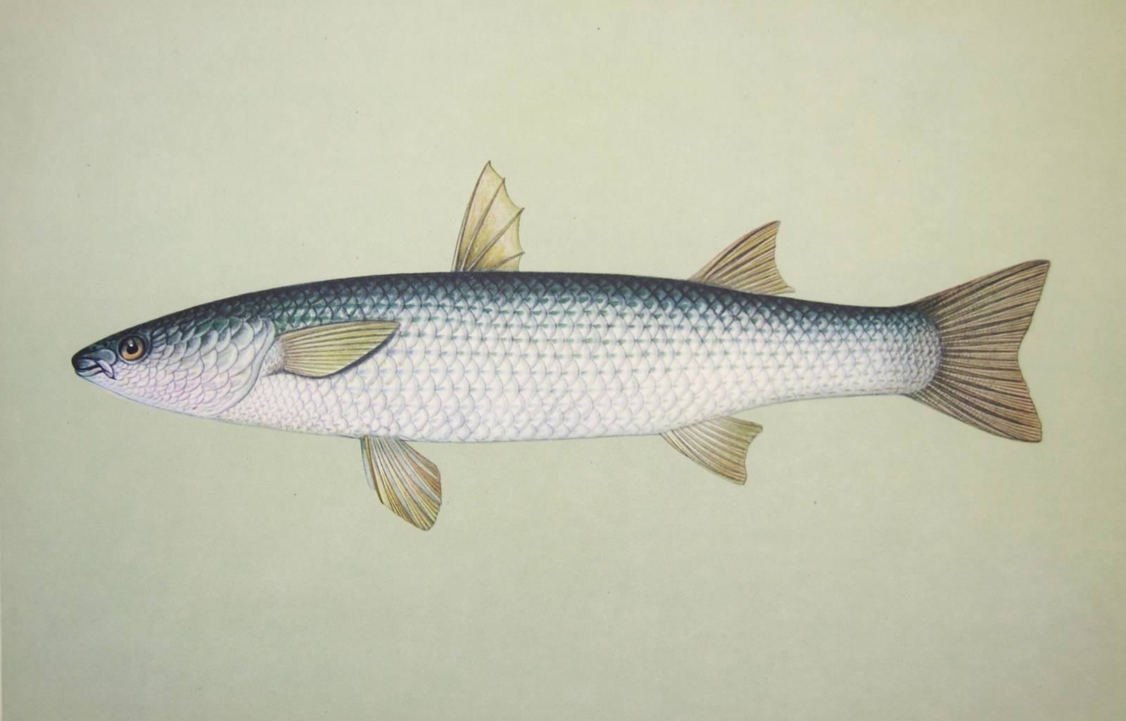 Рыба лобань: описание, особенности ловли, рецепты, польза и вред
