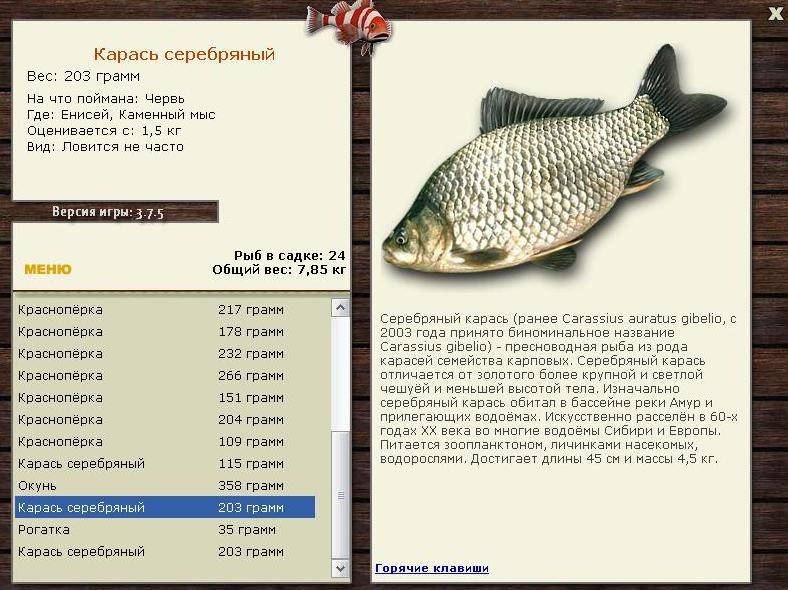 Карась серебряный: описание рыбы, где обитает, рекорды размера и веса, на что ловить, фото