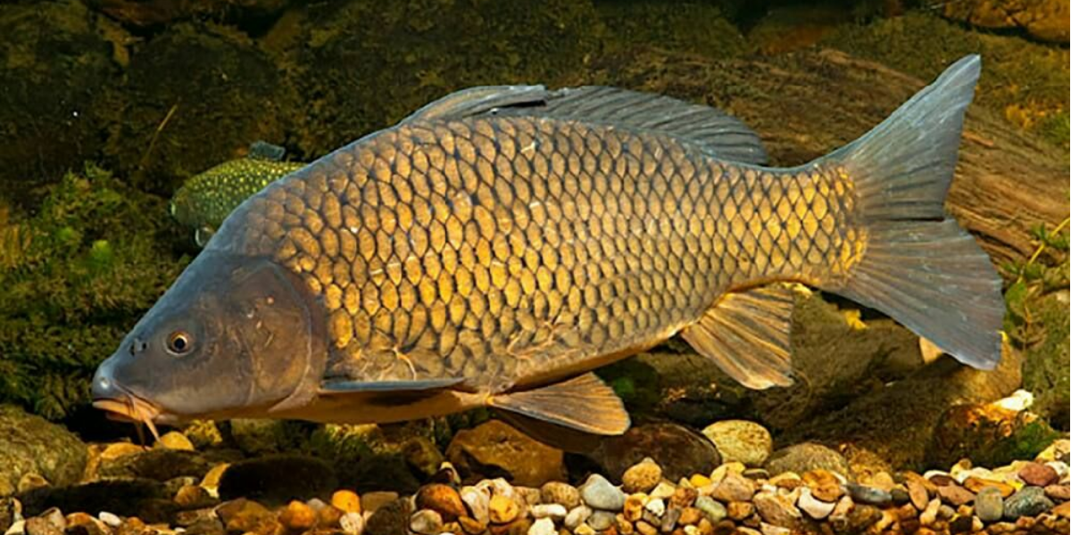 Зеркальный сазан. Карп (Cyprinus Carpio). Сазан (Cyprinus Carpio). Карп обыкновенный – Cyprinus Carpio. Московский чешуйчатый Карп.