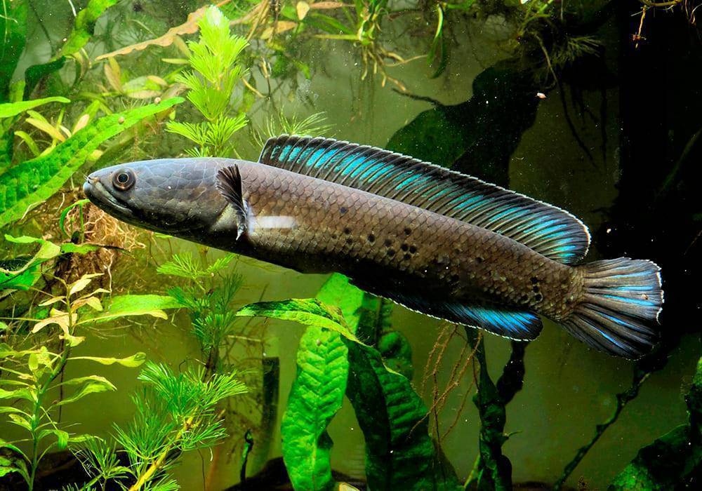 Рыба змееголов: среда обитания и внешний вид. ловля змееголова.