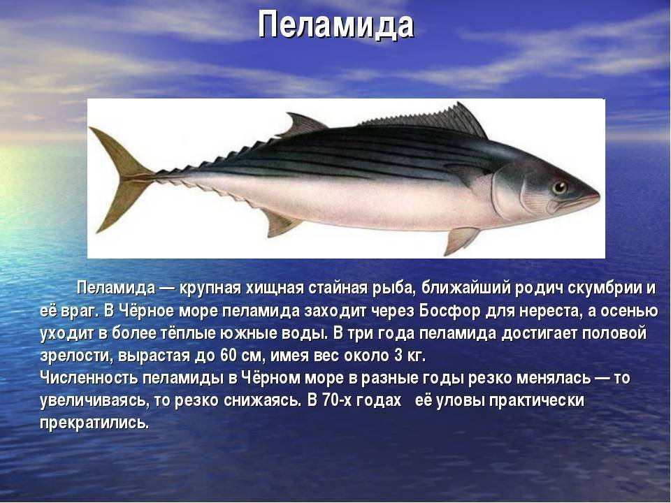 Черный список рыбу. Пеламида Черноморская пеламида Черноморская. Рыба семейства скумбриевых пеламида. Черноморский тунец пеламида. Черноморская скумбрия пеламида.