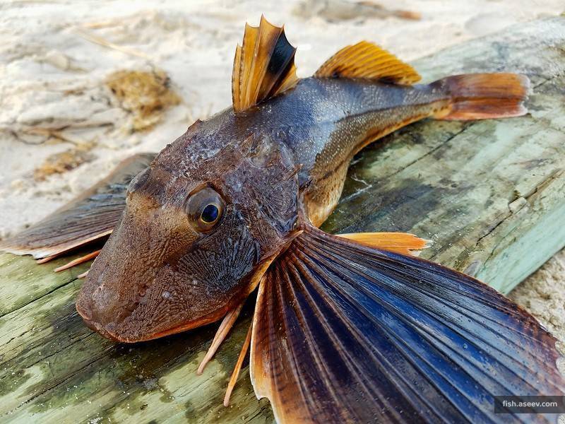 Рыба «Тригла обыкновенная» фото и описание