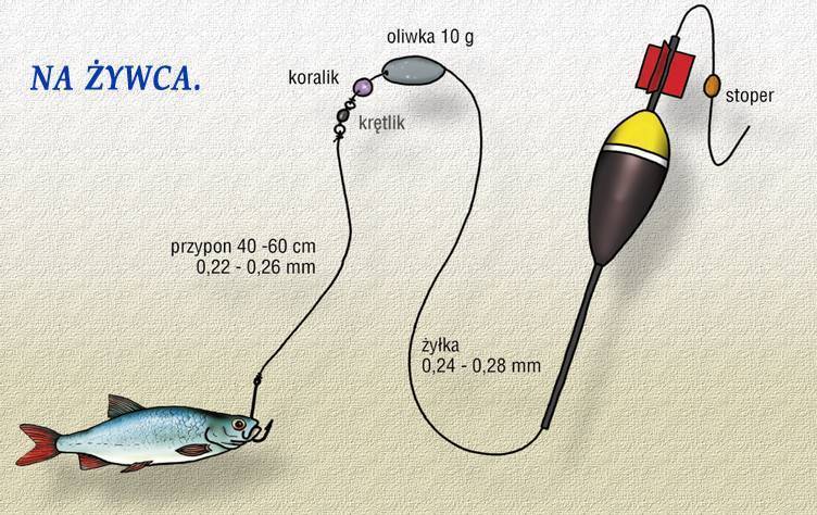 Оснастка для ловли на живца с берега - суперулов - интернет-портал о рыбалке