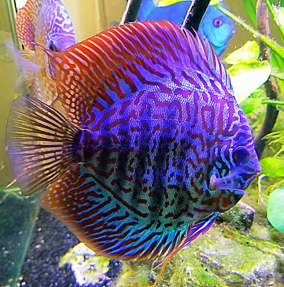 Дискусы / на латыни: symphysodon