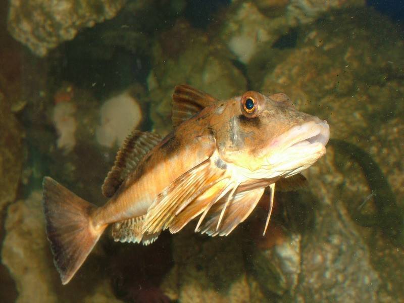 Топ 35 аквариумных рыбок: фото и названия с описанием, их родина