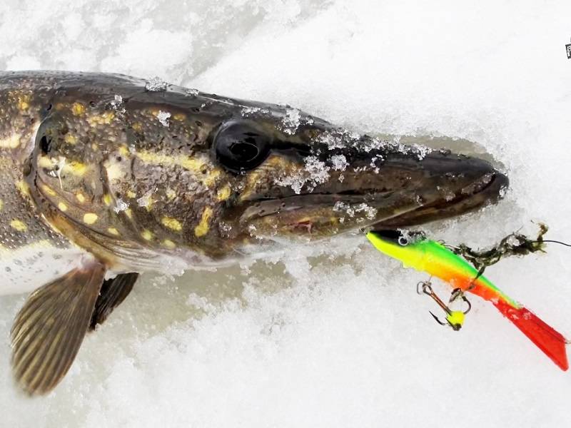 Балансир на щуку: как выбрать самый уловистый для зимней рыбалки