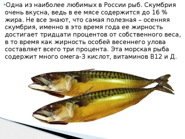 Рыба макрель: описание с фото, опасность для человека