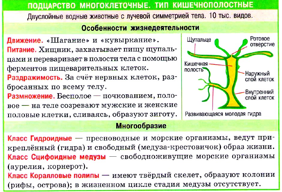 Гидра | зоология | биология