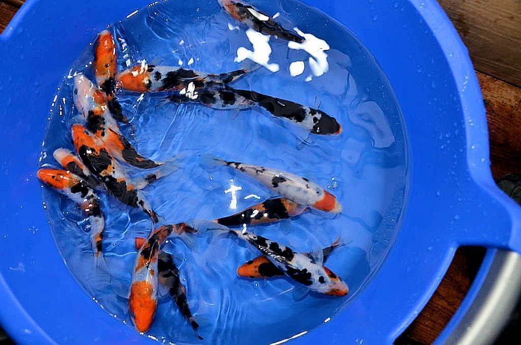 Разведение карпа в домашних условиях как бизнес