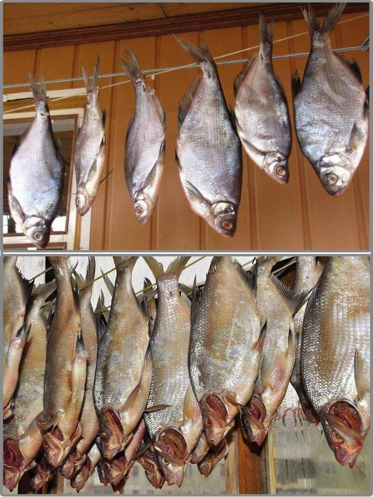 Как засушить рыбу в домашних условиях:процесс,рыба для сушки,места в квартире и доме и как лучше повесить рыбу