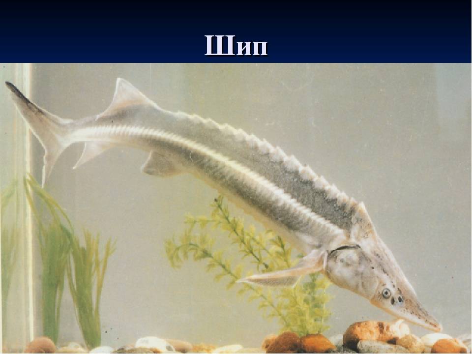 Рыба «Шип» фото и описание