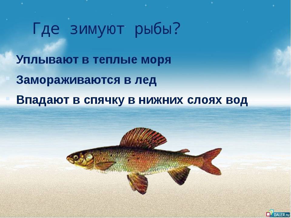 Как спят рыбы – особенности, интересные факты