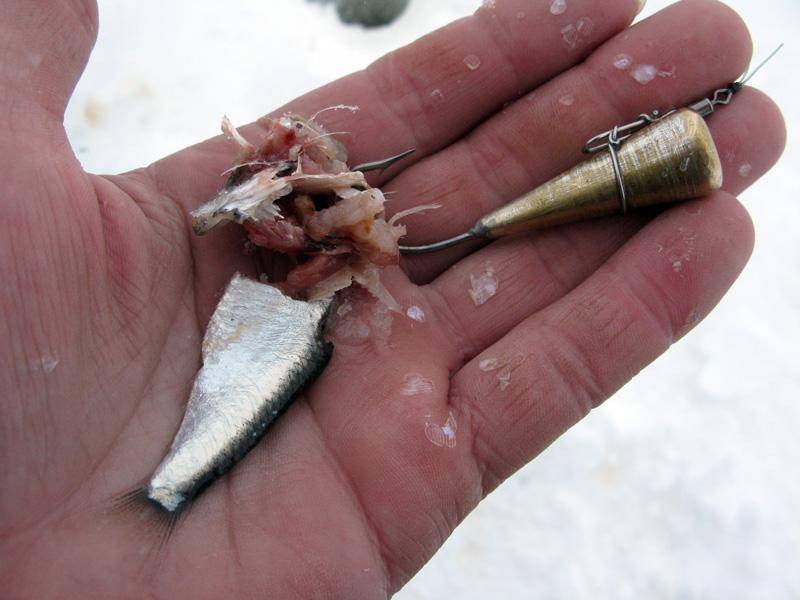 Как ловить налима зимой: 2 уловистых способа и 1 дедовский