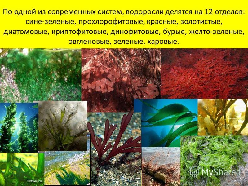 Факты о водорослях. Интересные водоросли и их названия. Интересно о водорослях. Водоросли их разнообразие. Водоросли название водорослей.