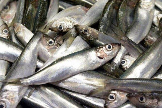 Рыба салака: польза и вред ее для человека, калорийность